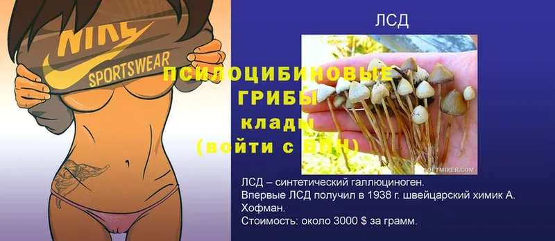 даркнет сайт  Печора  Псилоцибиновые грибы Psilocybe 